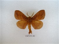 藏品(馬尾松枯葉蛾)的圖片